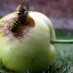 Apple, mon vieil ami [coup de gueule de sebsauvage]