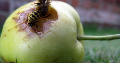 Sebsau­vage a écrit un article qui résume toutes les actions nui­sibles ou dis­cu­tables d’Apple depuis sa mon­tée en puis­sance. C’est exac­te­ment ce que je pense aussi, alors au lieu de...