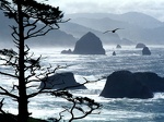 Ecola Point  Oregon Coast   1600x1200   ID 36769