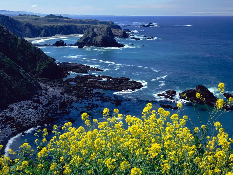 Pacific_Coastline_Wildflowers__Mendocino_County_.jpg