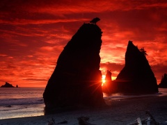 Sea Stacks Knife a Blood Red Sky  Olympic Nation