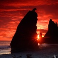 Sea Stacks Knife a Blood Red Sky  Olympic Nation