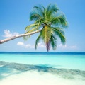 Tropical Island  Maldives   1600x1200   ID 32890
