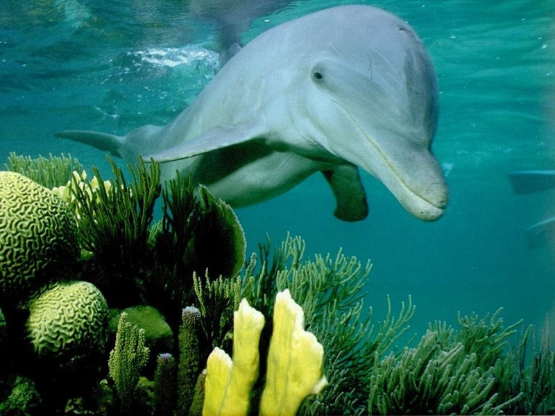 Dolphin on coral reef 1024