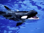 Killer Whale 1024