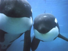 two killer whales 1024