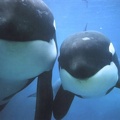 two killer whales 1024