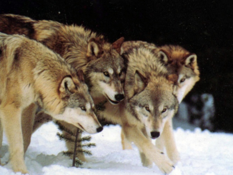 1024x768 wolf pack wallpaper