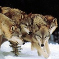 1024x768 wolf pack wallpaper