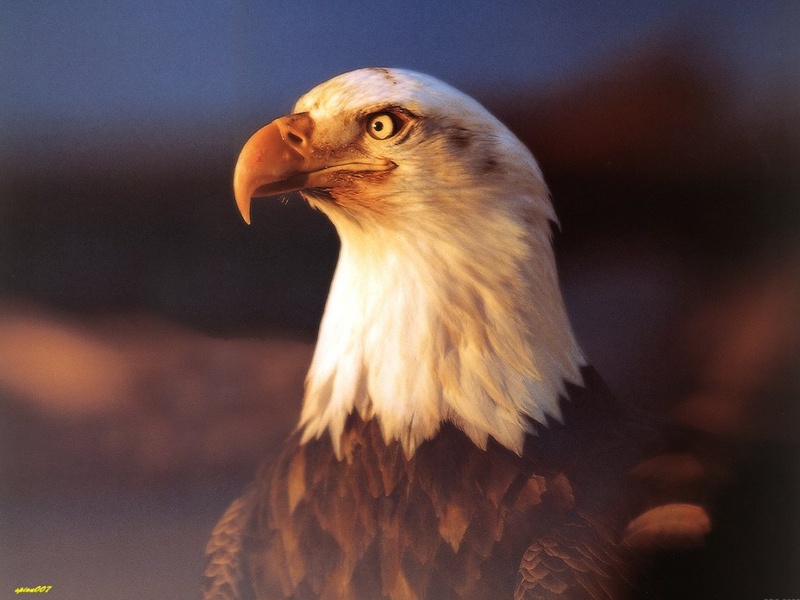 Bald_Eagle1.jpg