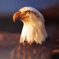 Bald Eagle1