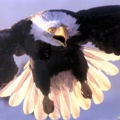 Bald Eagle2