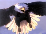 Bald Eagle2