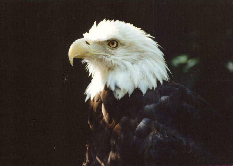 Bald Eagle 1