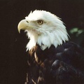 Bald Eagle 1