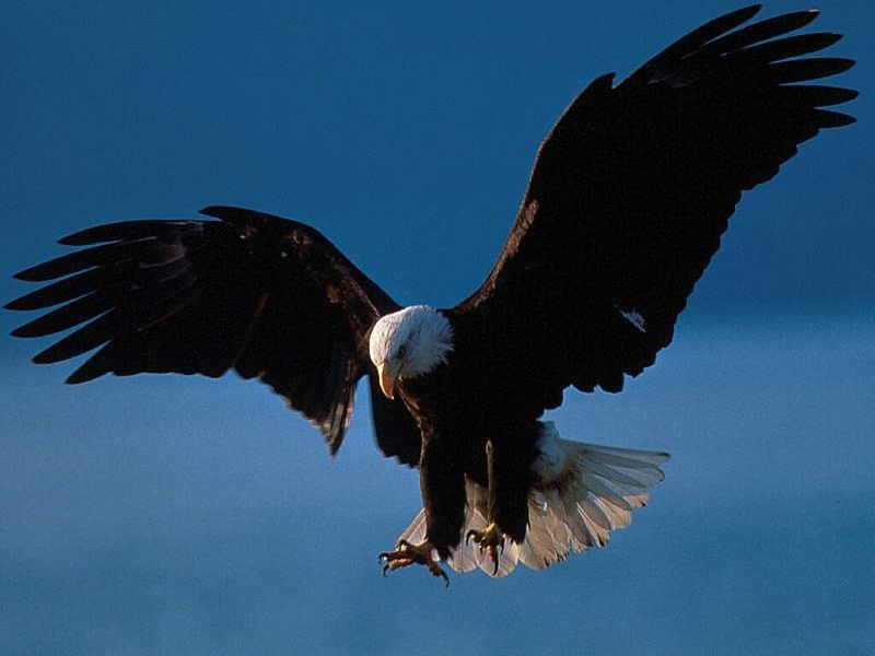 Bald Eagle in Flight Alaska