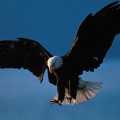 Bald Eagle in Flight Alaska