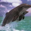 Bottlenose Dolphins Leaping