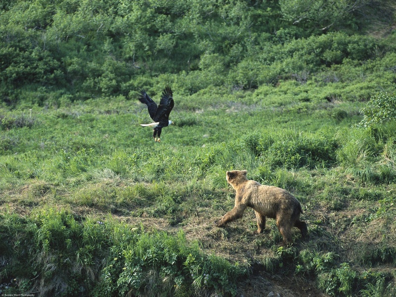 Brown Bear and Bald Eagle Alaska