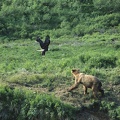 Brown Bear and Bald Eagle Alaska