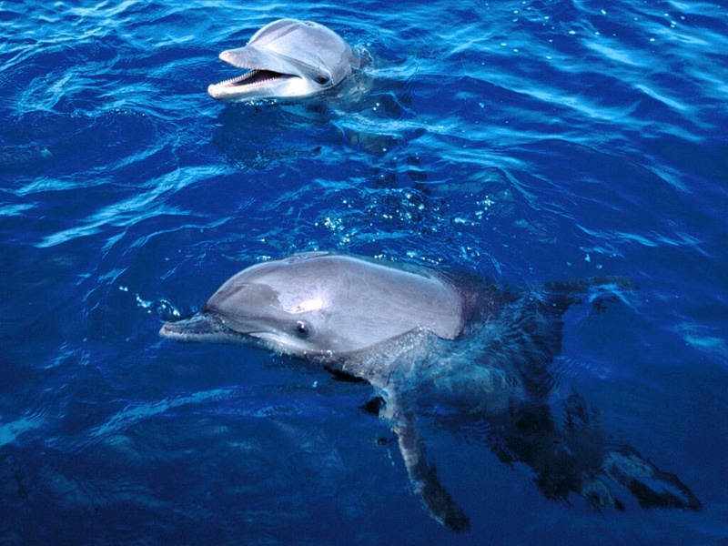 Frolicking_Dolphins_Honduras.jpg
