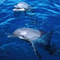 Frolicking Dolphins Honduras