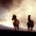 Horses wallpaper 1