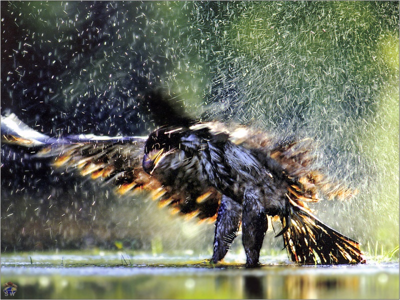 Immature_Bald_Eagle_Banff_NP_USA.jpg