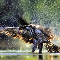 Immature Bald Eagle Banff NP USA