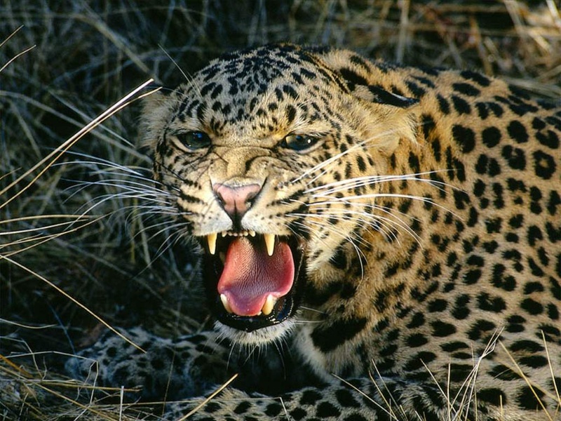 Leopard_1.jpg
