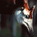Okapi Male