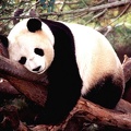 Panda on tree 1024