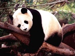 Panda on tree 1024