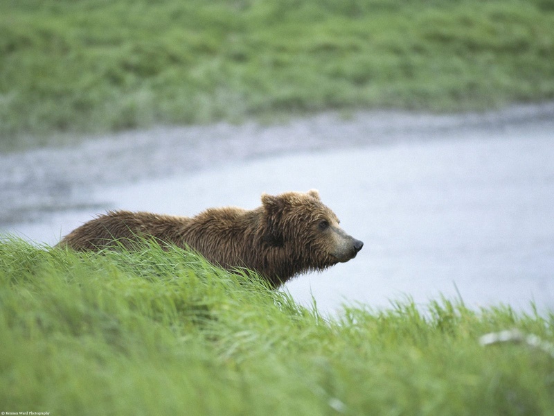 Peaceful Moment Brown Bear Alaska