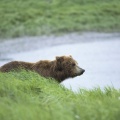 Peaceful Moment Brown Bear Alaska