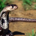 Slithery Presence Indian Cobra