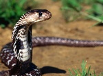 Slithery Presence Indian Cobra