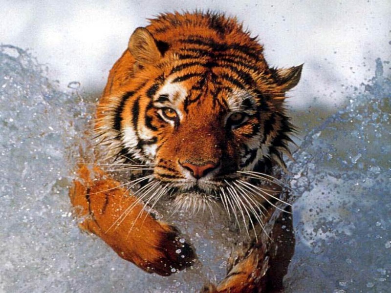 Tiger04.jpg