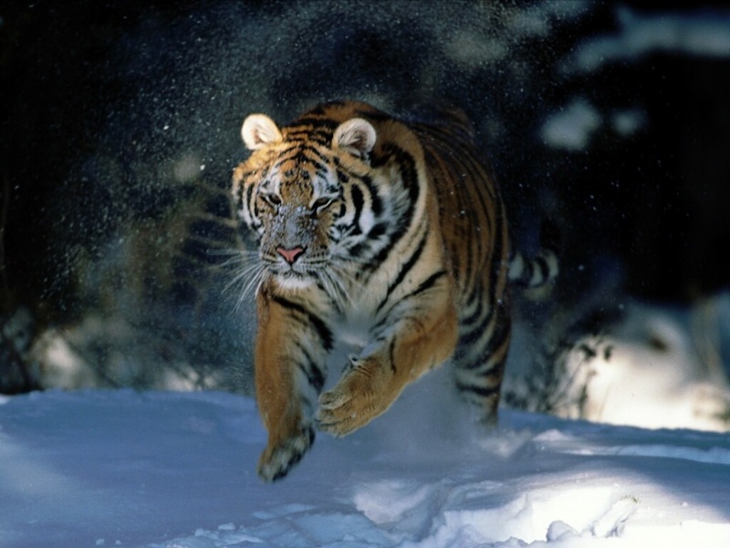 Tiger05.jpg