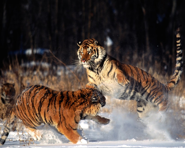 Tiger10.jpg