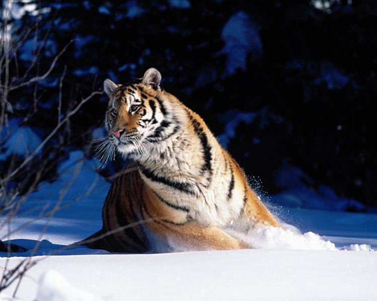 Tiger15.jpg