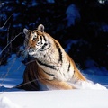 Tiger15