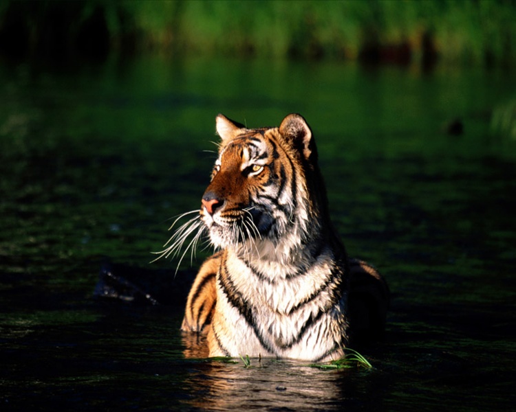 Tiger26.jpg