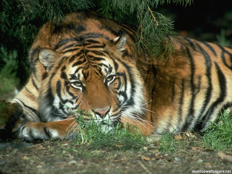 Tiger32.jpg