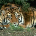 Tiger32