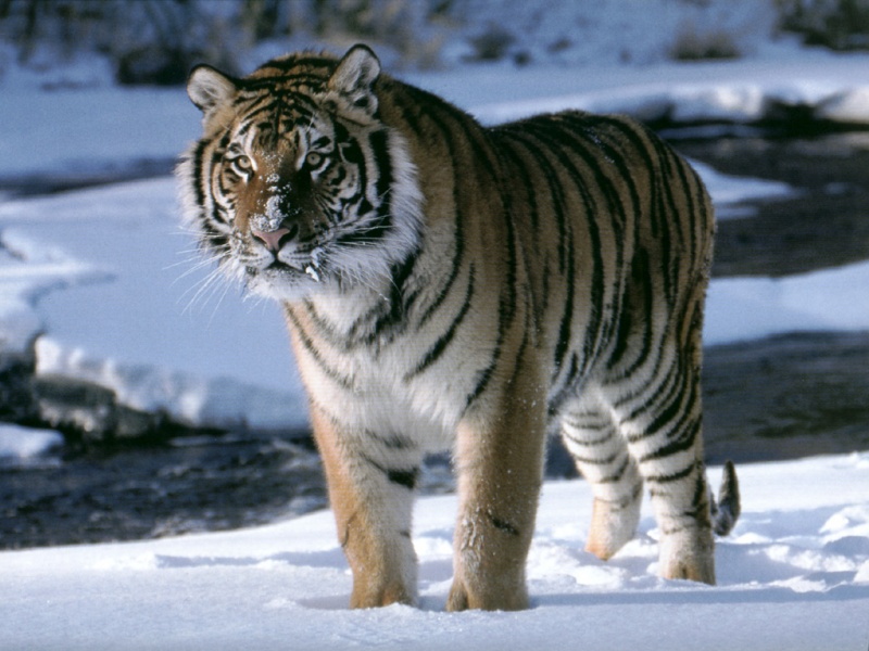 Tiger34.jpg