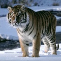 Tiger34