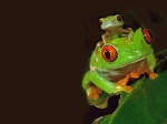  BB Red-eyed-TreeFrog