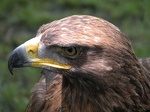 aigle