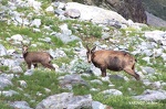 chamois